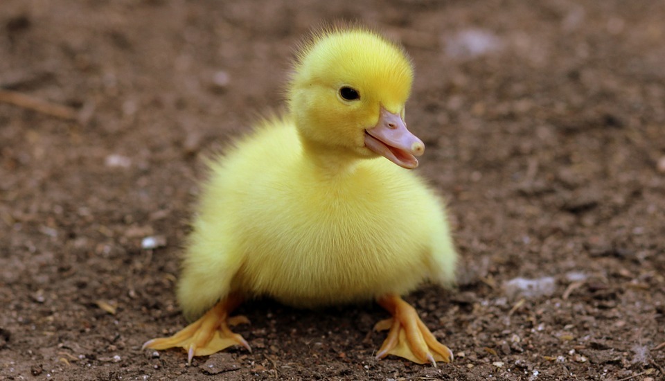 duckling, birds, yellow