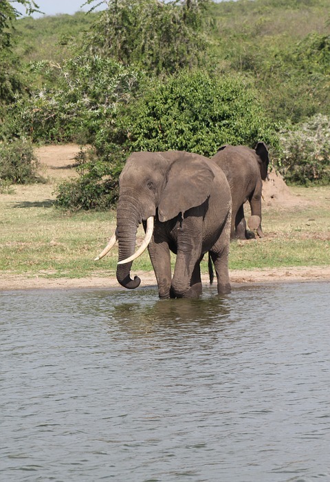 east africa, safari, kenya