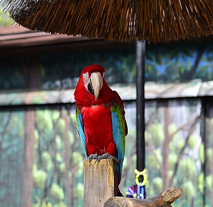parrot, zoo, bird