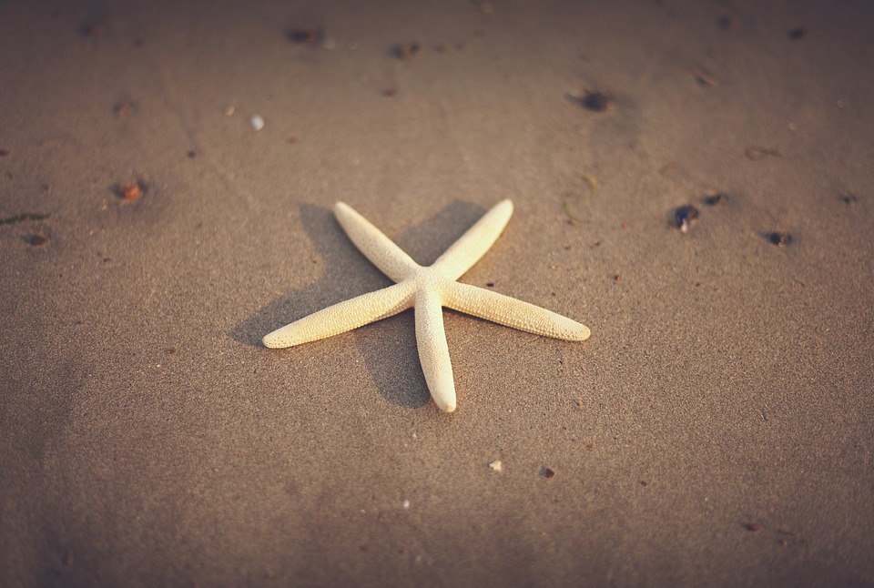 starfish, sand, beach