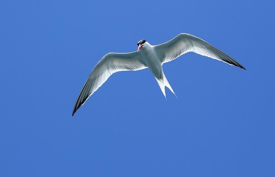 seagull, seagull in flight, flying seagull