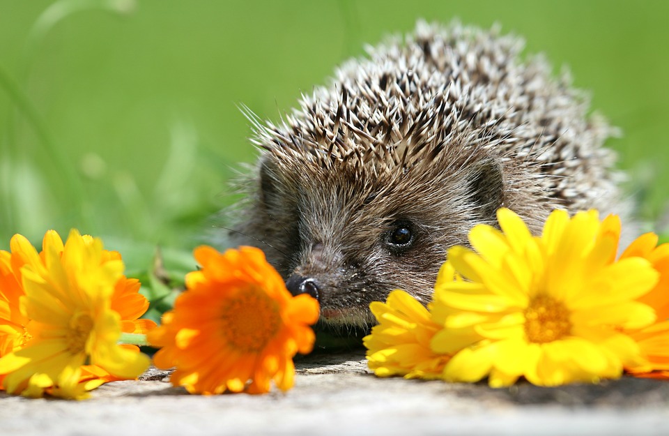 hedgehog, flowers, scratchy