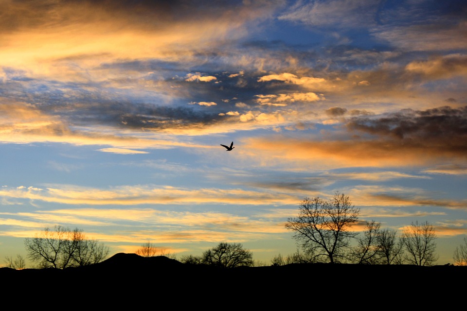 sunset, bird, flying