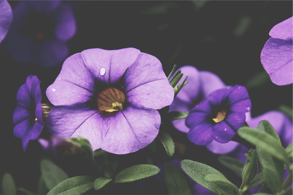 flowers, purple, nature