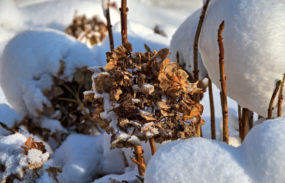 hydrangea, nature, winter