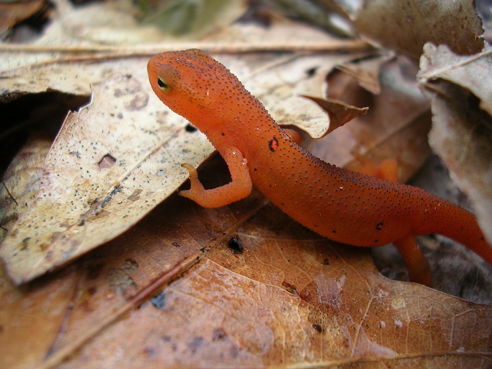 red spotted newt, newt, reptile