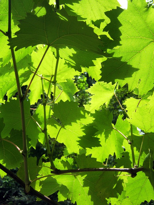 wine, vine leaves, sunny