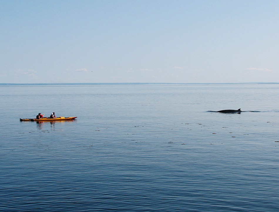 whale, kayak, nature