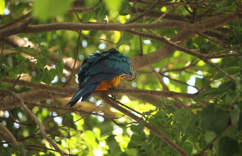 macaw, bird, exotic