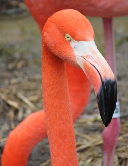 flamingo, pink, bird