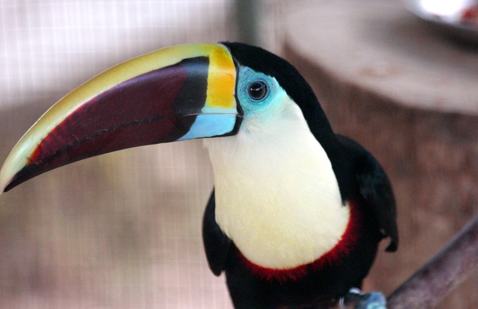 toucan, bird, black toucan