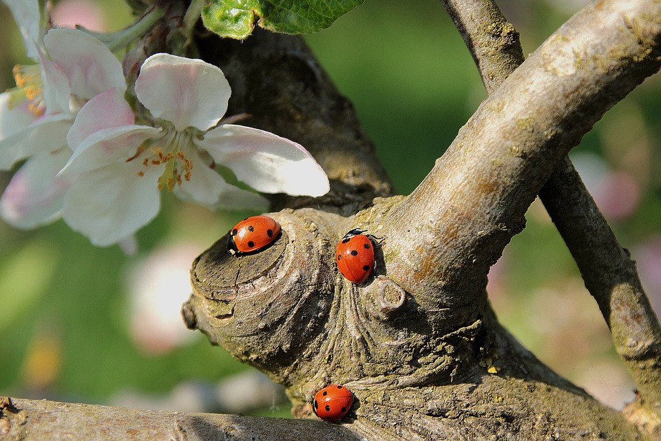 ladybug, apple blossom, road