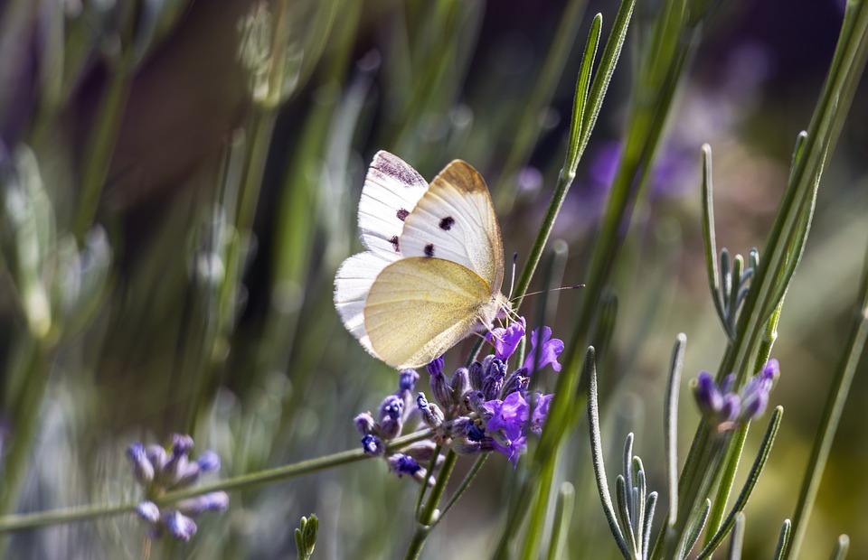 white butterfly, purple flower, gardenia