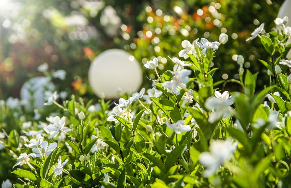 gardenia, flower, white