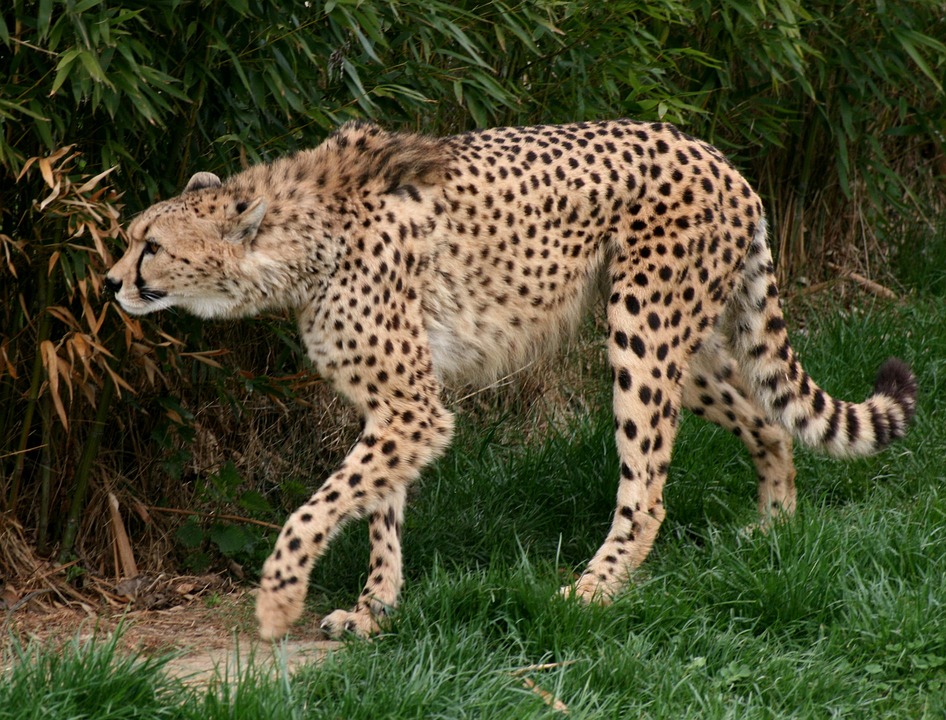 cheetah, vulnerable class animal, acinonyx jubatus