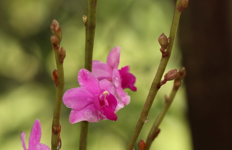 pink orchid, beautiful, small flower