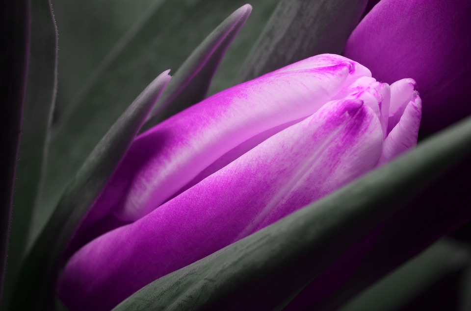 tulip, purple, flower