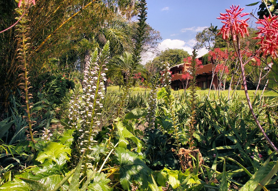 guatemala, garden, exotic