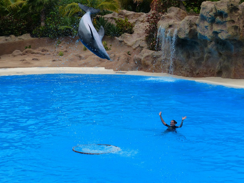 dolphin, jump, high