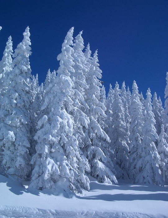 winter, fir trees, snowy