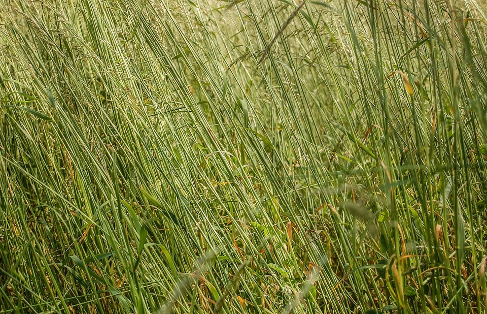 grass, texture, the background