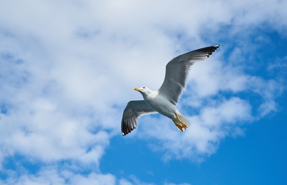 seagull, wing, gull bird