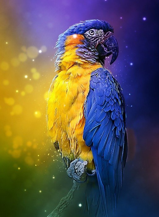 parrot, colorful, bird