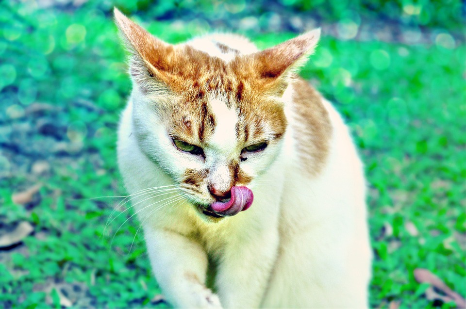 cat, tongue, licking