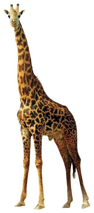 giraffe, animals, nature