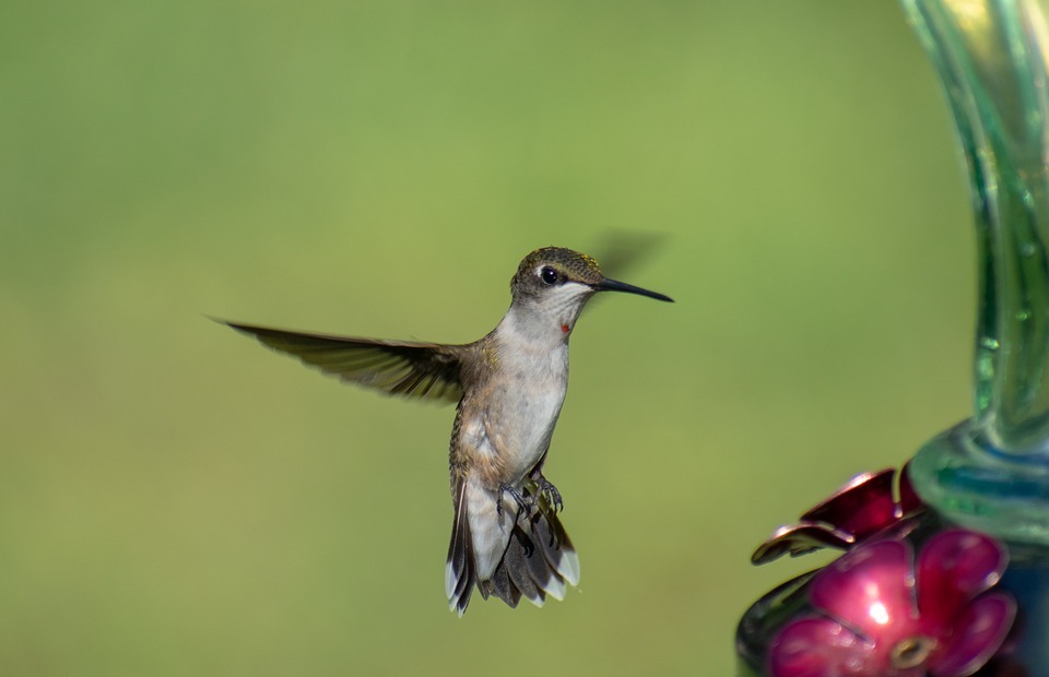 bird, nature, hummingbird