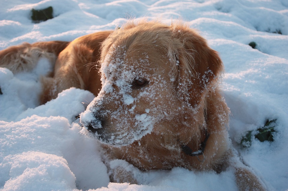 winter, dog, golden