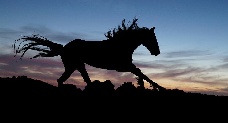 horse, gallop, sunset