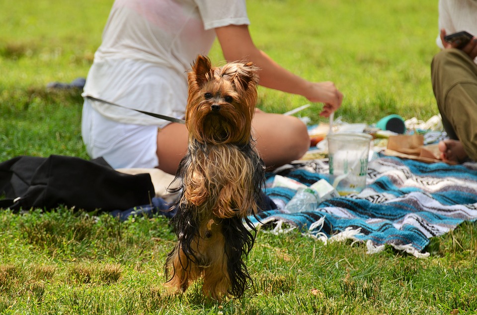 yorkshire, dog, picnic