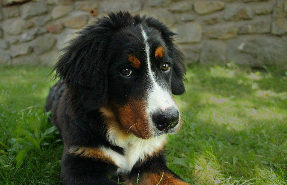 bernese mountain dog, dog, large