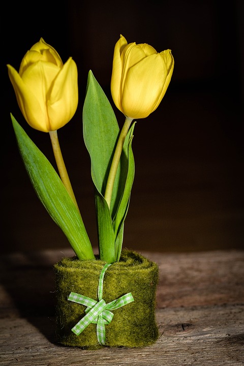 tulips, yellow flower, schnittblume