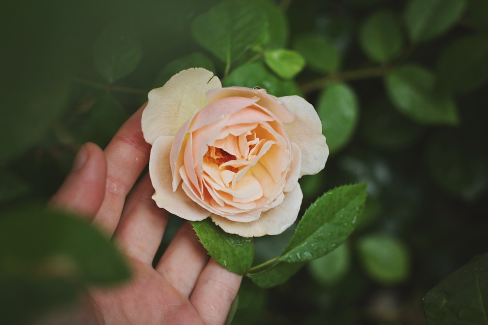 rose, flower, hand