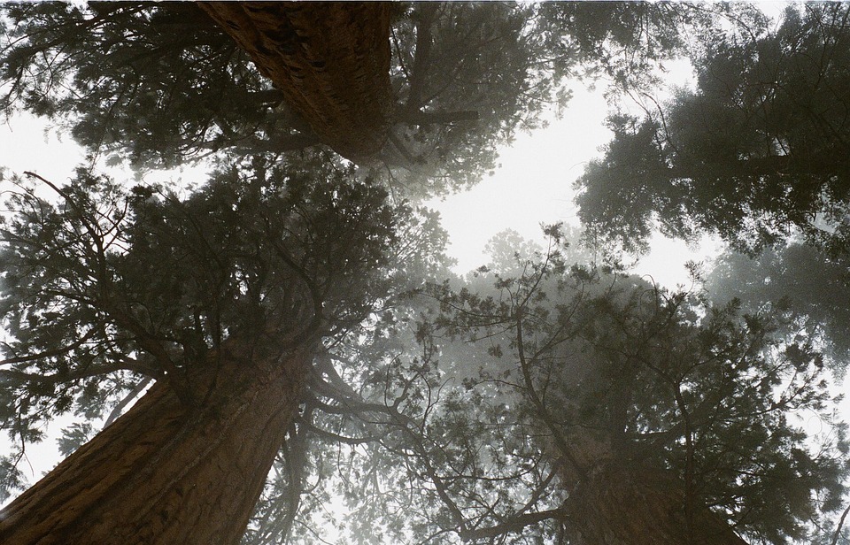 redwoods, trees, tall
