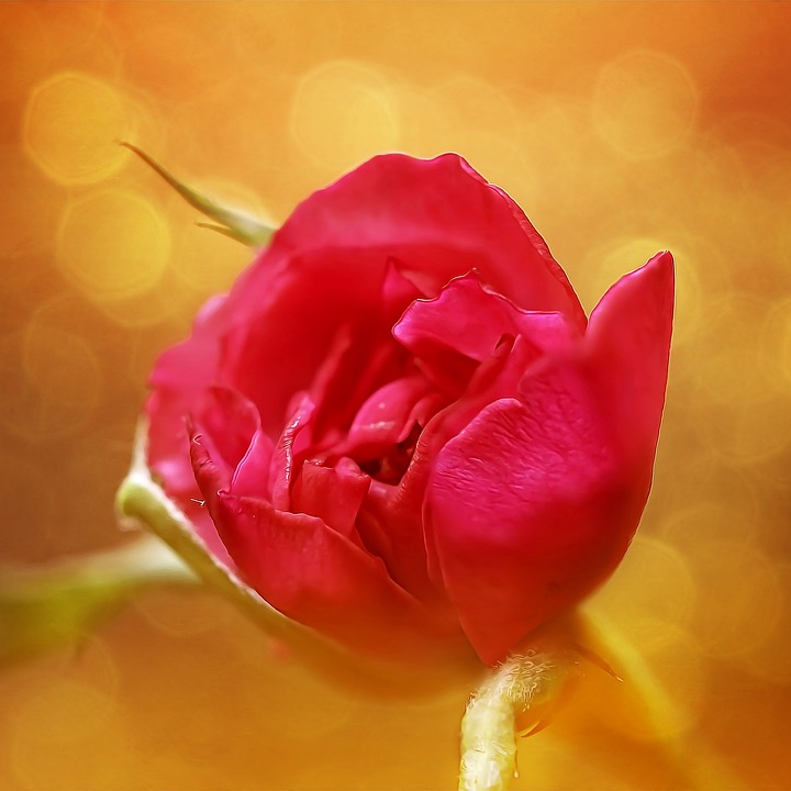 rose, red rose, flower