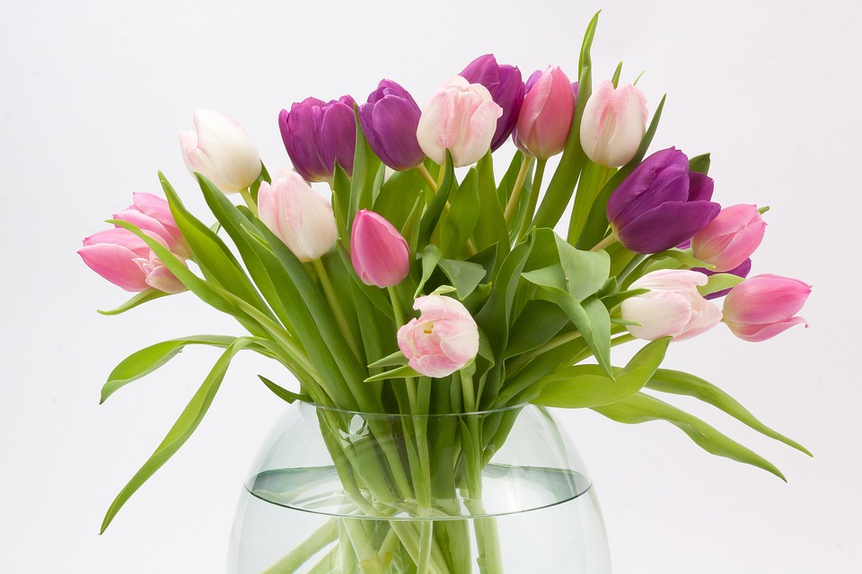 tulip, spring flower, bouquet