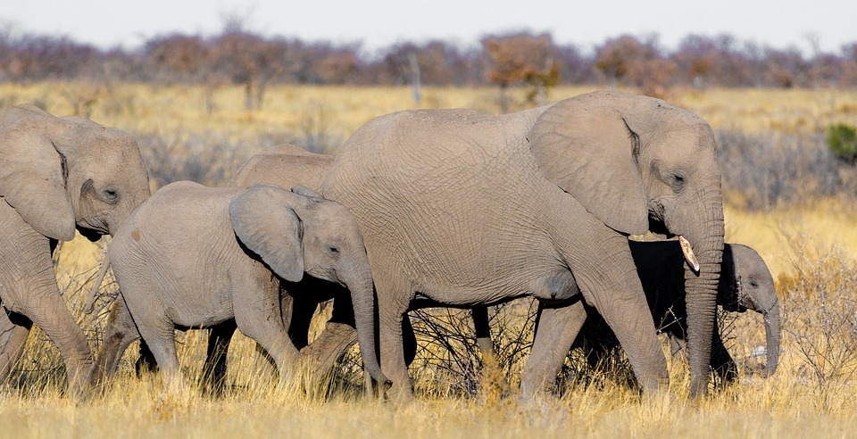 elephant, family, baby