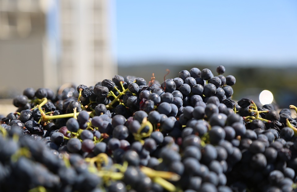 grapes, harvest, wine