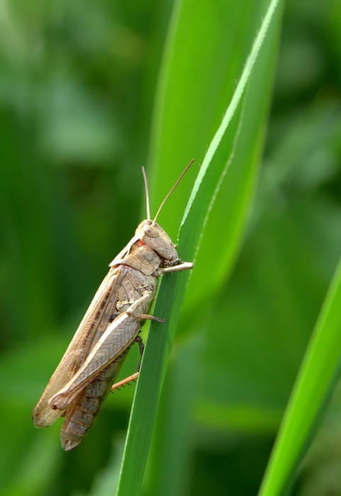 grasshopper, tettigonia viridissima, cricket