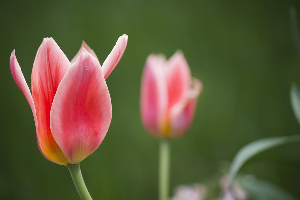 tulip, plant, red