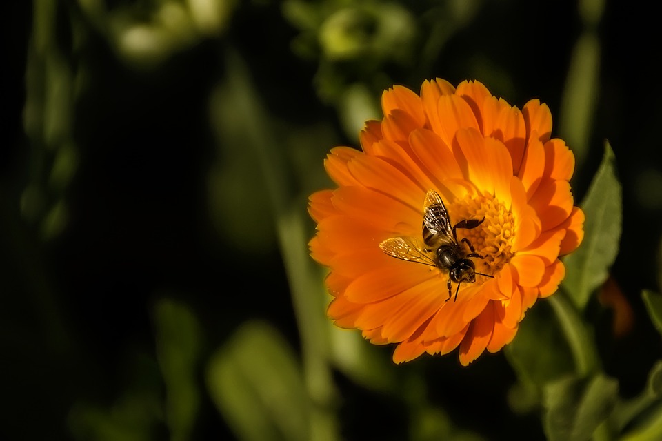 bee, flower, spring