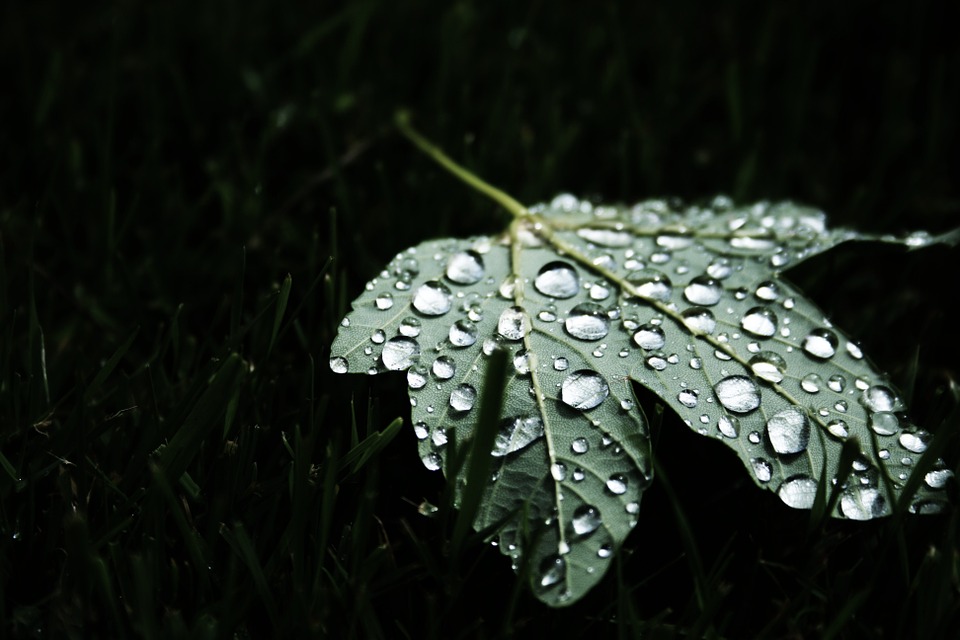leaf, maple leaf, water droplets