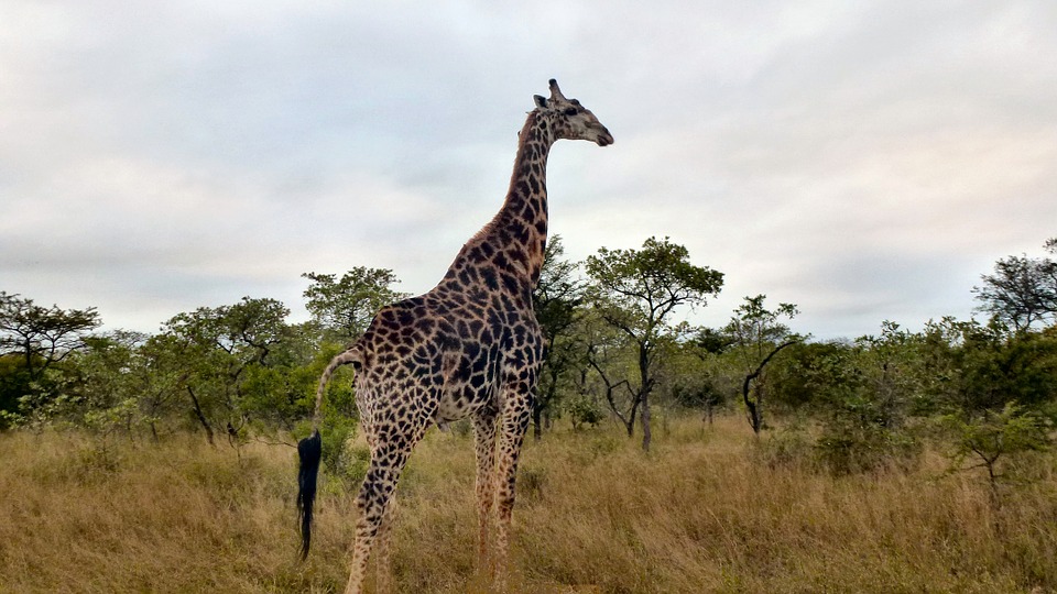 safari, animals, south africa