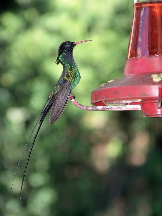 hummingbird, bird, nectar