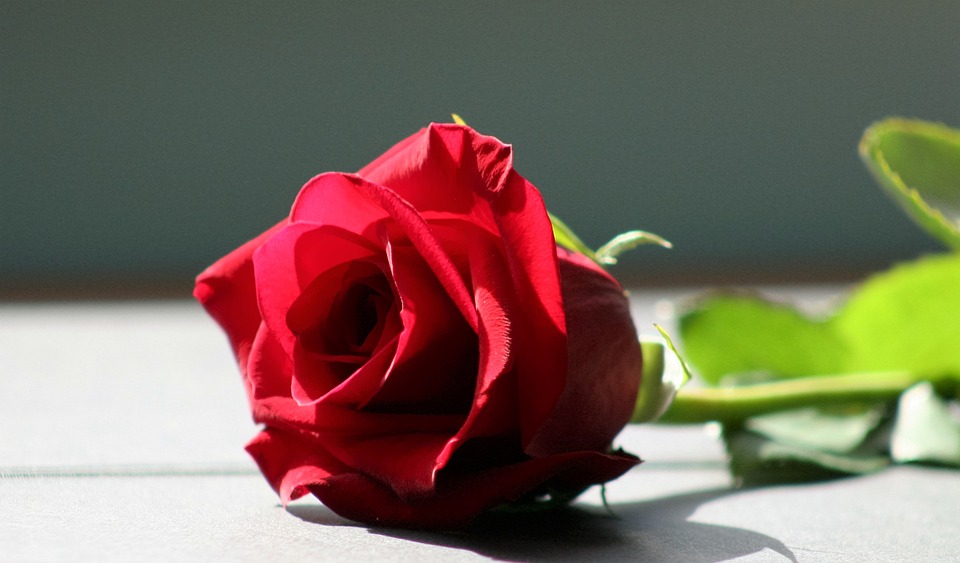 rose, red rose, flower