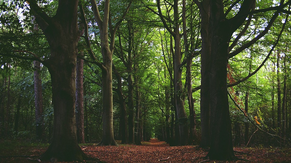 forest, woods, leaves