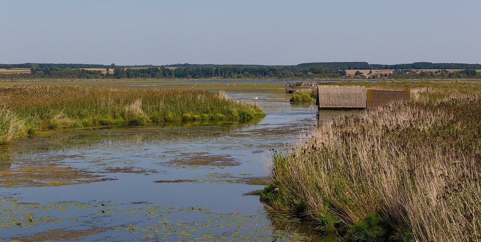 reed, riedsee, spring lake